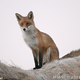 Illustration for article titled What does the Fox say? Not Moshi Moshi apparently...